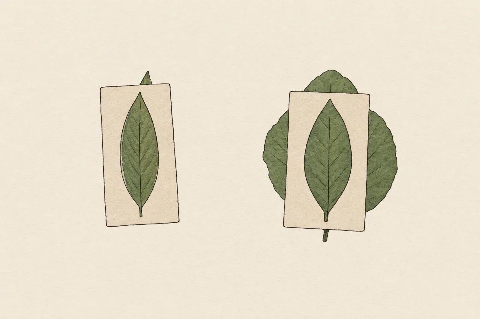 Two card stencils with the same slim leaf-shaped cut-out. One lies over a slim leaf that fits it exactly. The other lies over a broad round leaf that spreads past its edges, yet the cut-out still shows a slim leaf.
